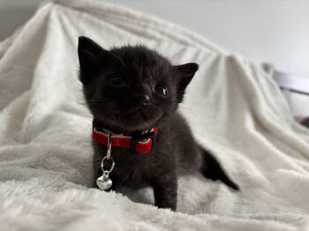 Rescue Domestic Short Hair and Burmese Cats for Adoption in Columbus, Ohio - Chandler | PetCurious
