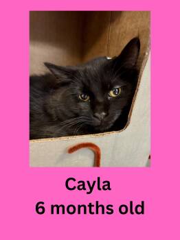 Domestic Medium Hair Cats Available for Adoption in Ravenna, Ohio - Cayla | PetCurious