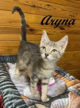Aryna -  Tabby Cat for Adoption in Southern Pines, North Carolina - Aryna | PetCurious