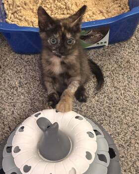 Hope -  Tortoiseshell and Domestic Short Hair Cat for Adoption in Sandy Springs, Georgia - Hope | PetCurious