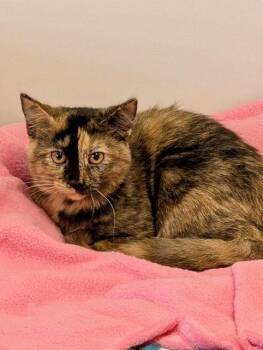 Rescue Tortoiseshell Cats for Adoption in Lake Orion, Michigan - Scrabble | PetCurious