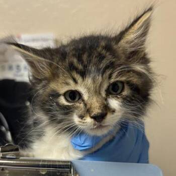 Bubble Bass -  Domestic Long Hair Cat for Adoption in Tempe, Arizona - Bubble Bass | PetCurious