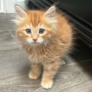 Toulouse -  Domestic Medium Hair Cat for Adoption in Potomac, Maryland - Toulouse | PetCurious