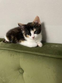 Oregano -  Domestic Short Hair Cat Available for Adoption in West Chester, Pennsylvania - Oregano | PetCurious