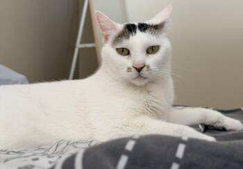 MITSUKI -  Domestic Short Hair Cat for Adoption in Burbank, California - MITSUKI | PetCurious
