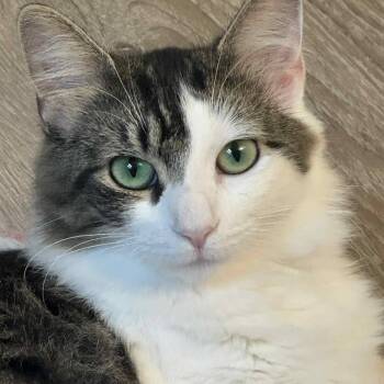 Rescue Domestic Long Hair Cats for Adoption in Akron, New York - Glo | PetCurious