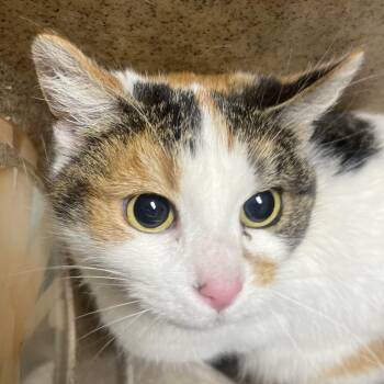 Domestic Short Hair Cats Available for Adoption - Mozzarella | PetCurious