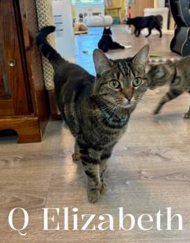 Queen Elizabeth -  Domestic Short Hair Cat for Adoption in Gorham, Maine - Queen Elizabeth | PetCurious