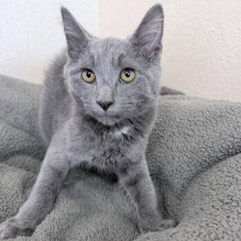 Domestic Short Hair Cats Available for Adoption in Medford, Oregon - Captain | PetCurious