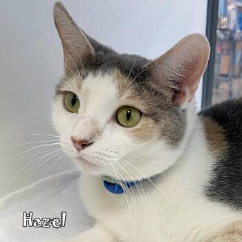 Hazel -  Domestic Short Hair Cat for Adoption in Carmel, Indiana - Hazel | PetCurious