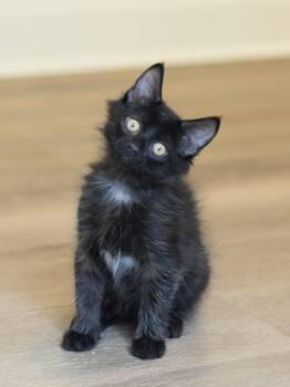 Jack -  Domestic Long Hair Cat for Adoption in Mount Pleasant, South Carolina - Jack | PetCurious