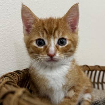 Mojo Jojo -  Domestic Short Hair Cat for Adoption in Keizer, Oregon - Mojo Jojo | PetCurious