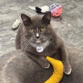 LeBeau -  Domestic Short Hair Cat for Adoption in Grand Rapids, Michigan - LeBeau | PetCurious