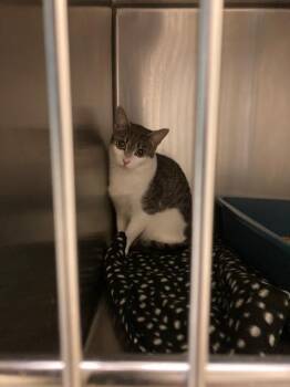 BUG EYE BELLA -  Domestic Short Hair Cat for Adoption in West Valley City, Utah - BUG EYE BELLA | PetCurious