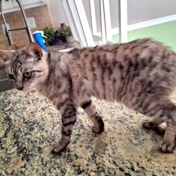 Slate -  Domestic Short Hair Cat for Adoption in Fayetteville, Georgia - Slate | PetCurious