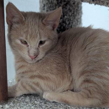 Rescue Domestic Short Hair and Tabby Cats for Adoption in Washington, Iowa - Leo - Private Investigator | PetCurious