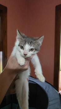 Domestic Short Hair Cats Available for Adoption in Hagaman, New York - Rumple | PetCurious