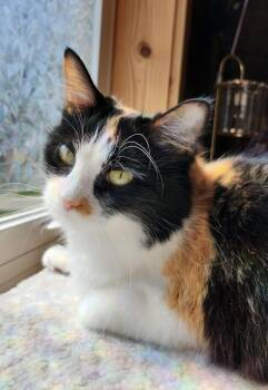 Rescue Calico Cats for Adoption in Crystal Lake, Illinois - Maki | PetCurious
