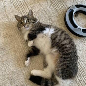 Rescue Domestic Short Hair Cats for Adoption in Buffalo, New York - Polly & Travis | PetCurious