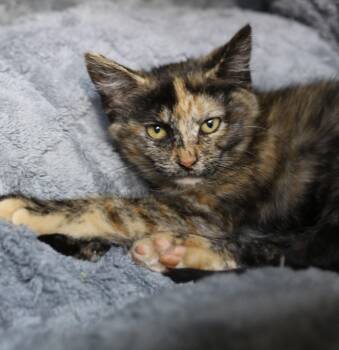 Rescue Calico Cats for Adoption in Cut Bank, Montana - Doc | PetCurious