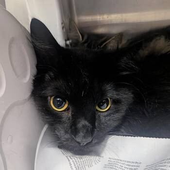 Cash -  Domestic Long Hair Cat for Adoption in Springfield, Illinois - Cash | PetCurious