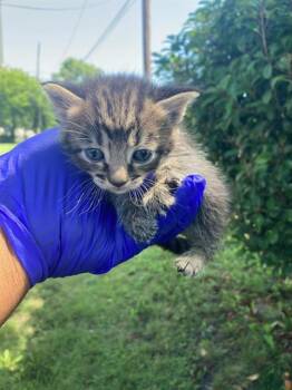 Domestic Short Hair Cats Available for Adoption in Dallas, Texas - PERSIA | PetCurious