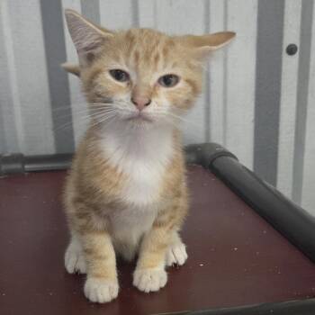 cayenne -  Domestic Short Hair Cat for Adoption in Snow Hill, North Carolina - Cayenne | PetCurious