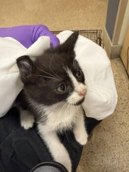 Domestic Short Hair Cats Available for Adoption in Doral, Florida - GRITS | PetCurious