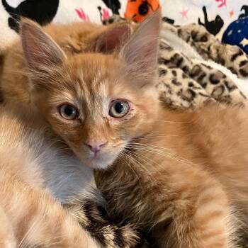Little Fluff -  Domestic Medium Hair and Tabby Cat for Adoption in Antioch, California - Little Fluff | PetCurious