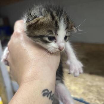 Cadet -  Domestic Short Hair Cat for Adoption in Summerville, South Carolina - Cadet | PetCurious