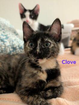 Domestic Short Hair Cats Available for Adoption in Champaign, Illinois - Clove | PetCurious