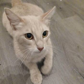 Glitter -  Domestic Short Hair Cat for Adoption in Wadena, Minnesota - Glitter | PetCurious