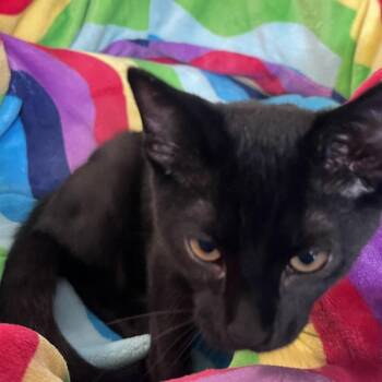 Hopper -  Domestic Short Hair Cat Available for Adoption in Sarasota, Florida - Hopper | PetCurious