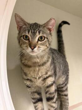 Domestic Short Hair Cats Available for Adoption in Fort Collins, Colorado - Alivian | PetCurious