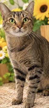 BECCA -  Domestic Short Hair Cat for Adoption in Margate, Florida - BECCA | PetCurious