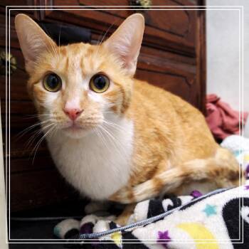 Domestic Short Hair Cats Available for Adoption in Monroe, Michigan - Tim Tim | PetCurious