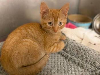 PORKIE PIG -  Domestic Short Hair Cat for Adoption in Fort Wayne, Indiana - PORKIE PIG | PetCurious