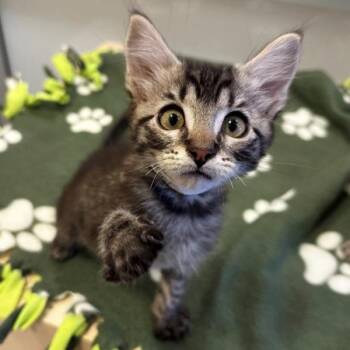 Fire Pit -  Domestic Short Hair Cat for Adoption in Walnut Creek, California - Fire Pit | PetCurious