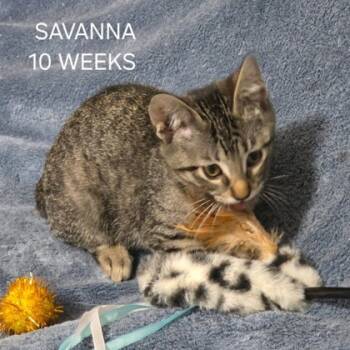 Rescue Domestic Short Hair Cats for Adoption in Fort Worth, Texas - Savanna | PetCurious