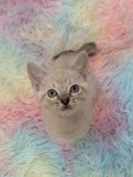 Flora -  Siamese and Tabby Cat for Adoption in Fremont, California - Flora | PetCurious