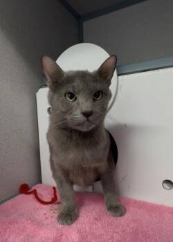 Domestic Short Hair Cats Available for Adoption in Montgomery, New Jersey - Scribble | PetCurious