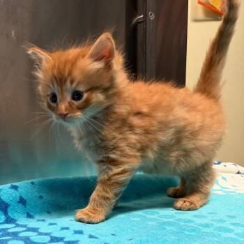 Domestic Long Hair Cats Available for Adoption - Demogorgon | PetCurious