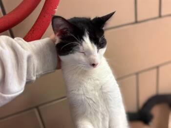 Domestic Long Hair Cats Available for Adoption in Fort Wayne, Indiana - RUSS | PetCurious