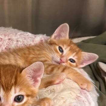 Dreamsicle -  Domestic Short Hair Cat for Adoption in Lake Panasoffkee, Florida - Dreamsicle | PetCurious