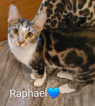 Raphael -  Domestic Short Hair Cat for Adoption in Las Vegas, Nevada - Raphael | PetCurious