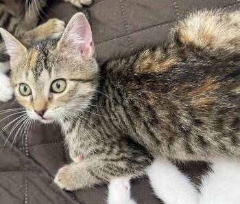 Domestic Short Hair Cats Available for Adoption - Twix | PetCurious