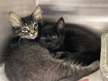 WILMA -  Domestic Short Hair Cat for Adoption in Tustin, California - WILMA | PetCurious