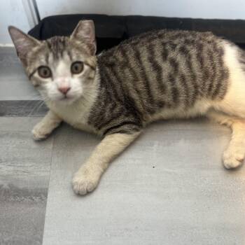 Domestic Short Hair Cats Available for Adoption - Jake | PetCurious