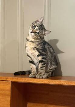 Apollo -  Domestic Short Hair Cat for Adoption in Winnipeg, Manitoba - Apollo | PetCurious
