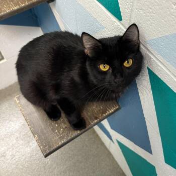 Domestic Short Hair Cats Available for Adoption in Carencro, Louisiana - Elevator Music | PetCurious